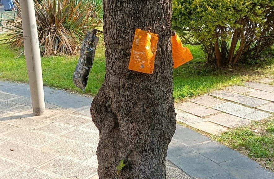 Immagine di copertina per INTERVENTO FITOSANITARIO ENDOTERAPICO SUI LECCI DEL CENTRO URBANO